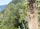 IMG 0499 : Cinque Terre