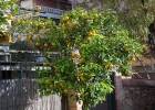 La Sagrada Familia  Citrusfrukter : Barcelona, La Sagrada Familia