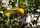 La Sagrada Familia  Citrusfrukter : Barcelona, La Sagrada Familia