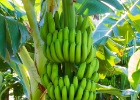 MG 4764  Bananstock : Gran canaria