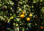 MG 4772  Citroner : Gran canaria