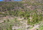 MG 4802  Árbol De Casandra, det finns en historia om detta träd, en kvinna blev bränd för hon var häxa : Gran canaria