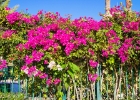 MG 4880 : Gran canaria