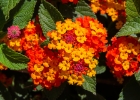 MG 6717 : Malaga, Spanien
