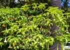 MG 6723 : Malaga, Spanien